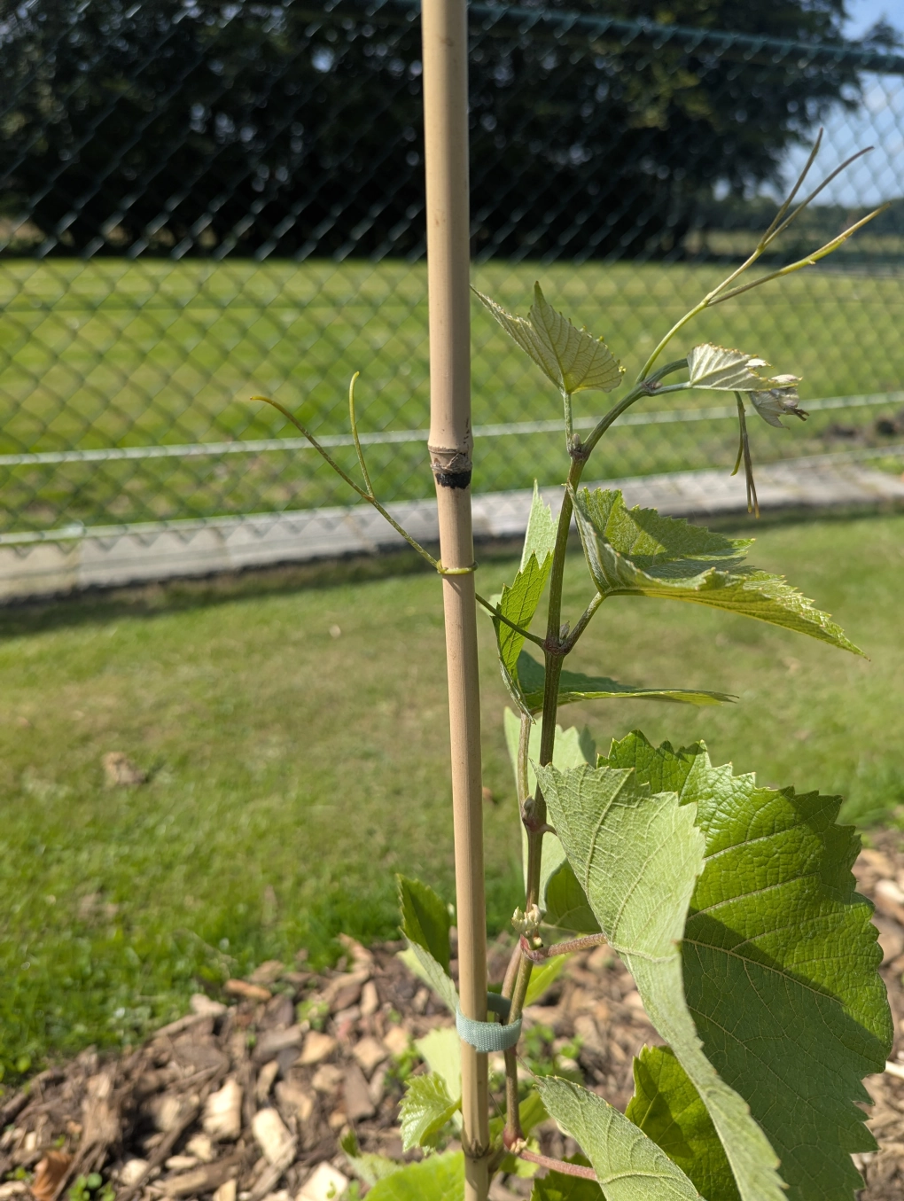 Cute August tendrils Cute August tendrils