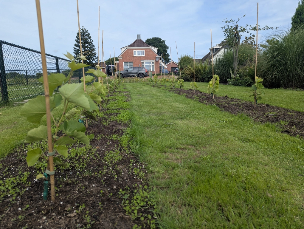 Domineering white clover 0