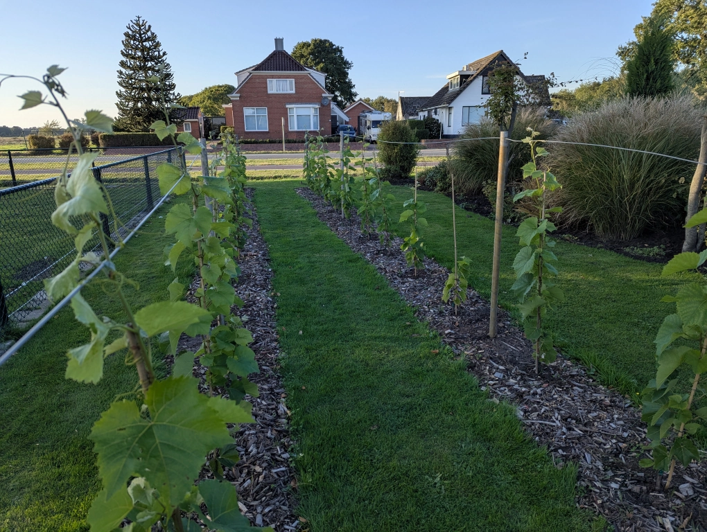 Trellis construction - after Trellis construction - after