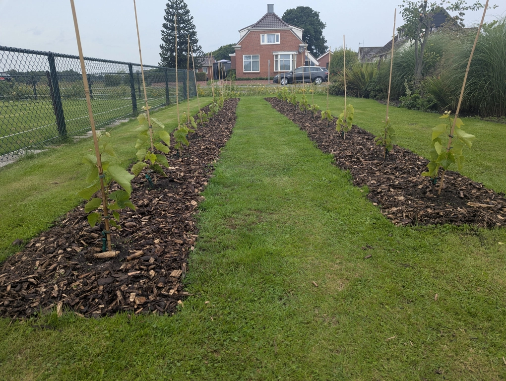 August terraforming and mulching complete