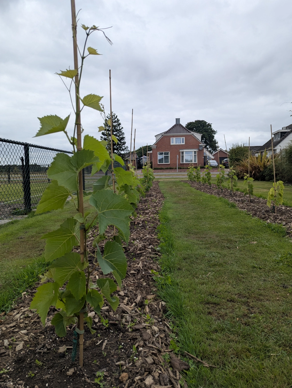 Late August 1 Late August 1