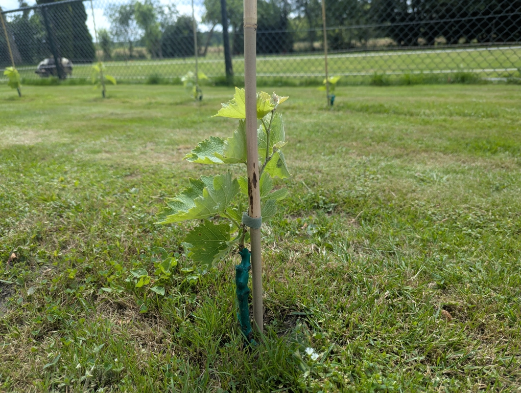 Vines in late June, tied to stakes