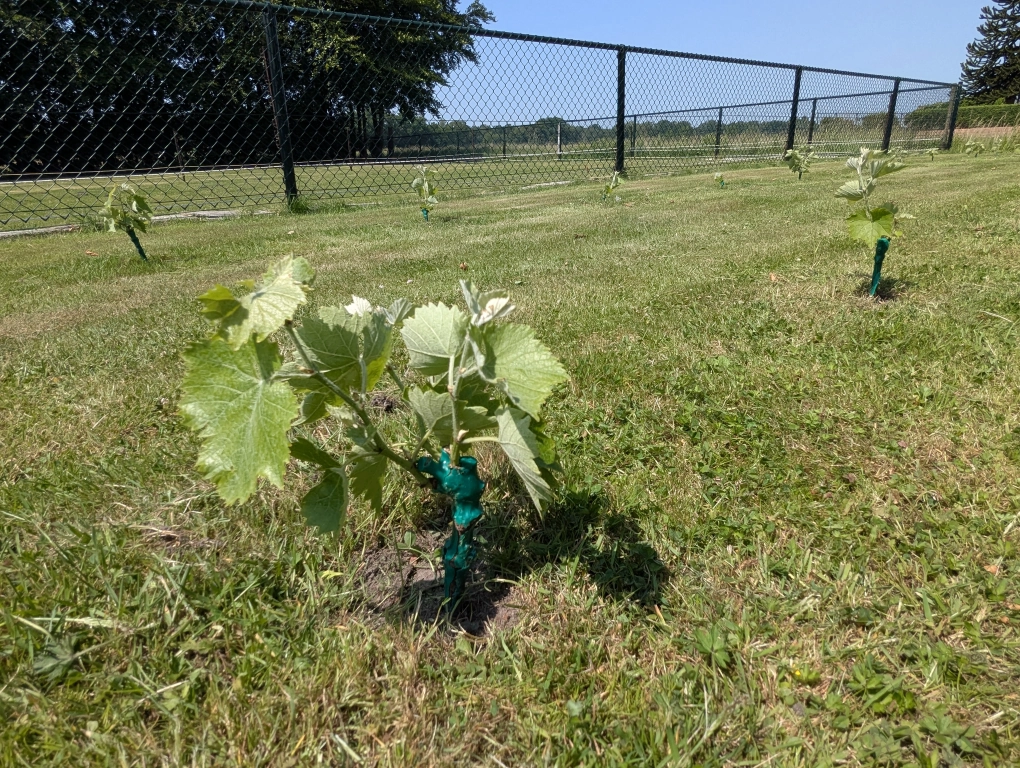 Vines in mid June